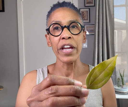 Work With Me Wednesday: Cinnamon Bark vs Leaf Essential Oil