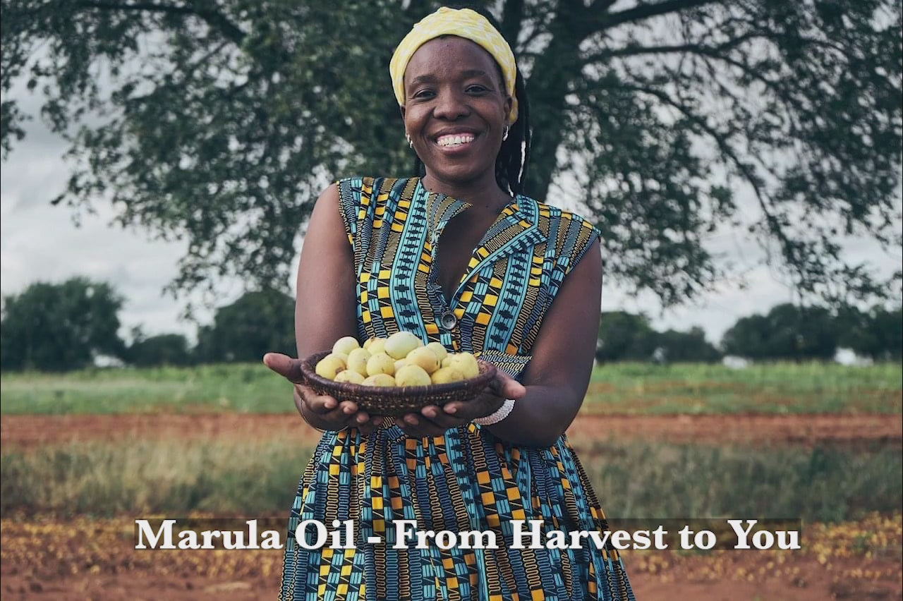 Load video: Marula oil harvesting in Botswana